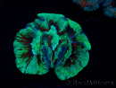 WYSIWYG Trachyphyllia geoffreyi Ultra 16 (Skeleton 6.5 cm)