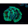WYSIWYG Trachyphyllia geoffreyi Ultra 16 (Skeleton 6.5 cm)