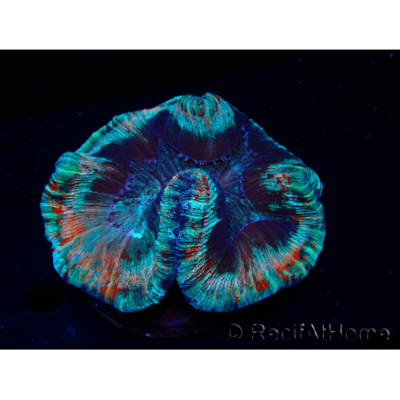 WYSIWYG Trachyphyllia geoffroyi A4 (4 cm)