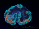 WYSIWYG Trachyphyllia geoffroyi A4 (4 cm) 