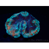 WYSIWYG Trachyphyllia geoffroyi A4 (4 cm)