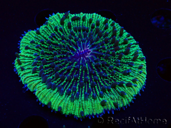 WYSIWYG - RAH Fungia fungitesélevage RAH 2 (4 cm)