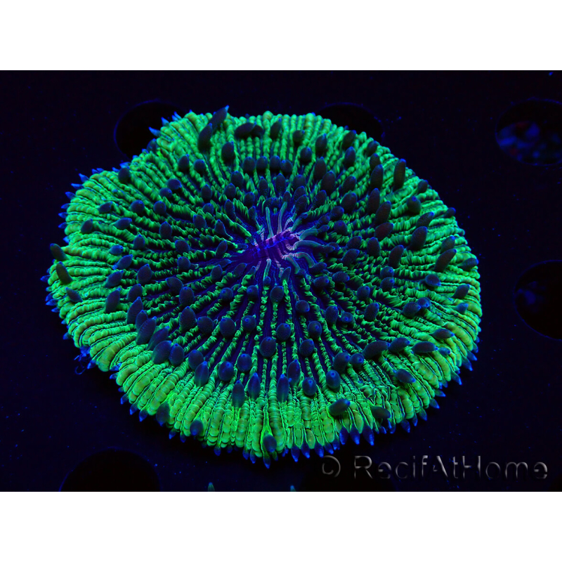WYSIWYG - RAH Fungia fungitesélevage RAH 2 (4 cm)