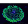 WYSIWYG - RAH Fungia fungitesélevage RAH 2 (4 cm)