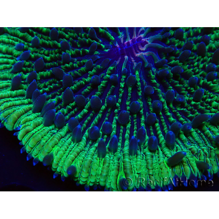 WYSIWYG - RAH Fungia fungitesélevage RAH 2 (4 cm)