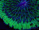 WYSIWYG - RAH Fungia fungitesélevage RAH 2 (4 cm)