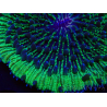 WYSIWYG - RAH Fungia fungitesélevage RAH 2 (4 cm)