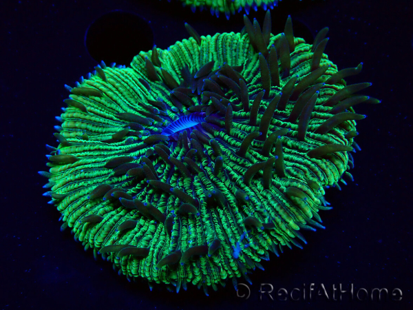 WYSIWYG - RAH Fungia fungites élevage RAH 3 (4.5 cm)