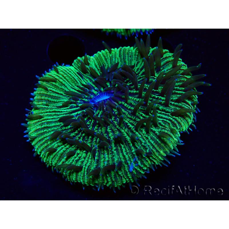 WYSIWYG - RAH Fungia fungites élevage RAH 3 (4.5 cm)