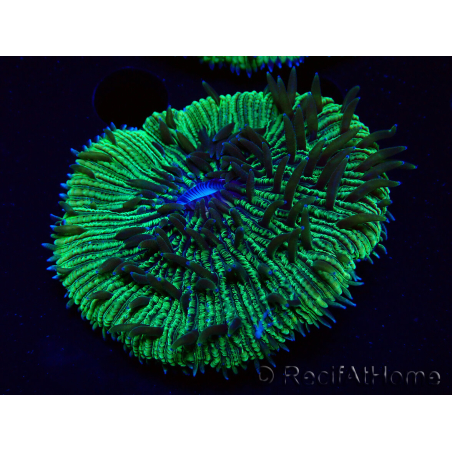 WYSIWYG - RAH Fungia fungites élevage RAH 3 (4.5 cm)