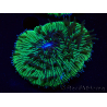 WYSIWYG - RAH Fungia fungites élevage RAH 3 (4.5 cm)