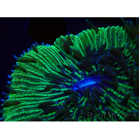 WYSIWYG - RAH Fungia fungites élevage RAH 3 (4.5 cm)