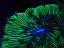 WYSIWYG - RAH Fungia fungites élevage RAH 3 (4.5 cm)