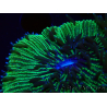 WYSIWYG - RAH Fungia fungites élevage RAH 3 (4.5 cm)