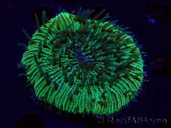 WYSIWYG - RAH Fungia fungitesélevage RAH 2 (4 cm)