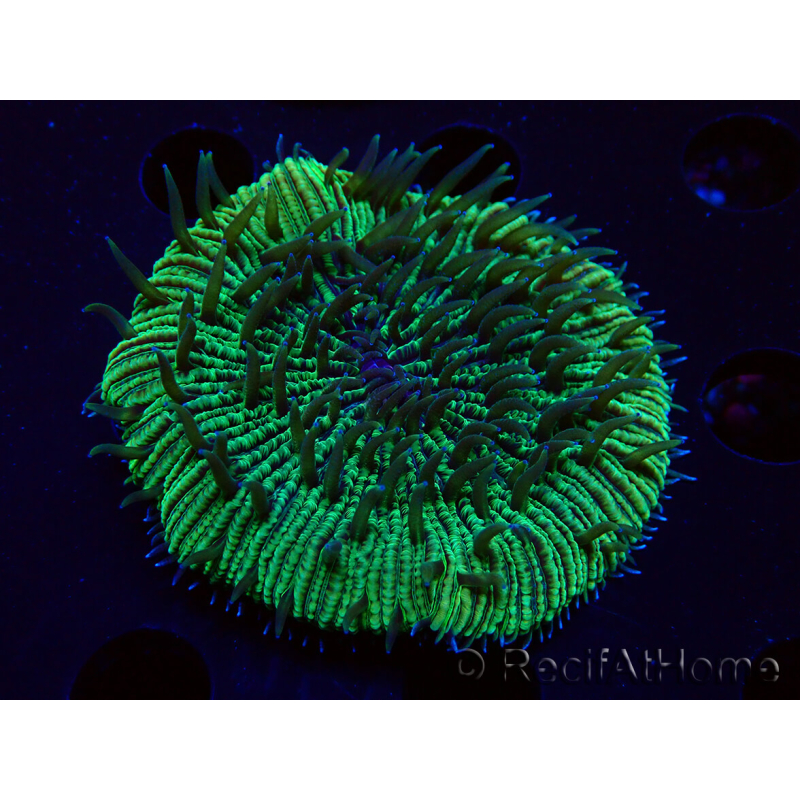 WYSIWYG - RAH Fungia fungitesélevage RAH 2 (4 cm)