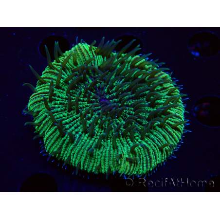WYSIWYG - RAH Fungia fungitesélevage RAH 4 (4 cm)