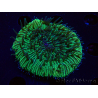 WYSIWYG - RAH Fungia fungitesélevage RAH 2 (4 cm)