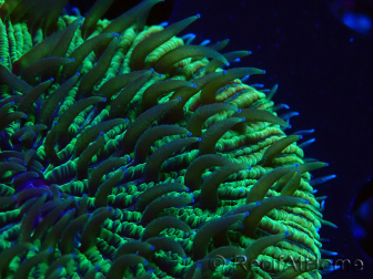 WYSIWYG - RAH Fungia fungitesélevage RAH 2 (4 cm)