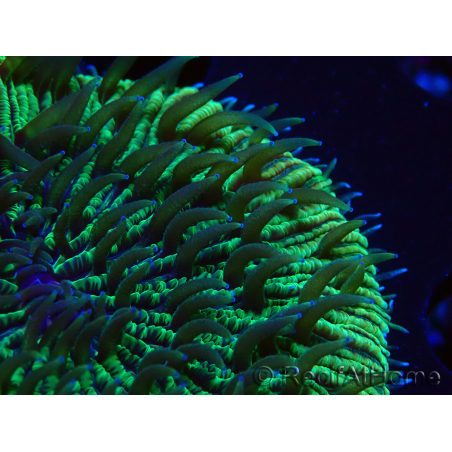 WYSIWYG - RAH Fungia fungitesélevage RAH 4 (4 cm)
