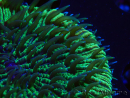 WYSIWYG - RAH Fungia fungitesélevage RAH 2 (4 cm)