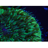 WYSIWYG - RAH Fungia fungitesélevage RAH 2 (4 cm)