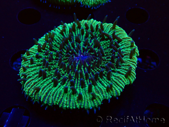 WYSIWYG - RAH Fungia fungites élevage RAH 3 (4.5 cm)