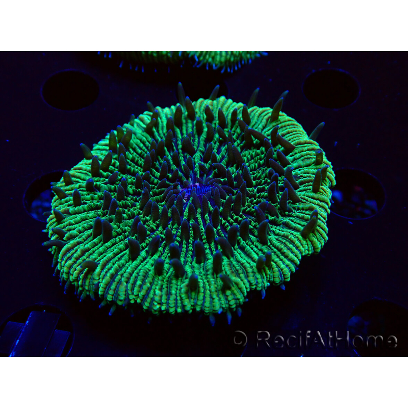 WYSIWYG - RAH Fungia fungites élevage RAH 3 (4.5 cm)