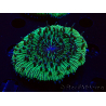 WYSIWYG - RAH Fungia fungites élevage RAH 3 (4.5 cm)