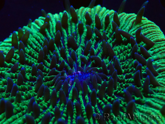WYSIWYG - RAH Fungia fungites élevage RAH 3 (4.5 cm)