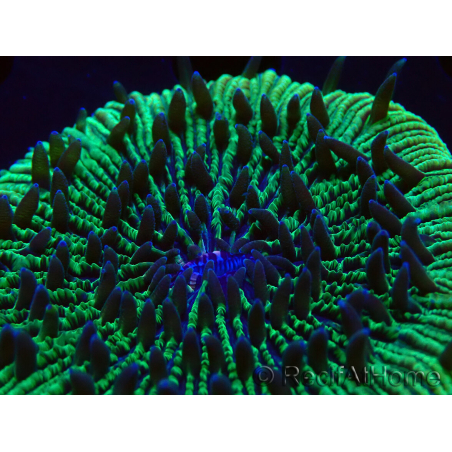 WYSIWYG - RAH Fungia fungites élevage RAH 3 (4.5 cm)