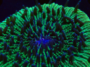 WYSIWYG - RAH Fungia fungites élevage RAH 3 (4.5 cm)