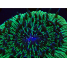 WYSIWYG - RAH Fungia fungites élevage RAH 3 (4.5 cm)