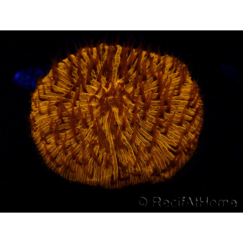 WYSIWYG Cycloseris sp 11 Ultra Neon Orange (4.5 cm)