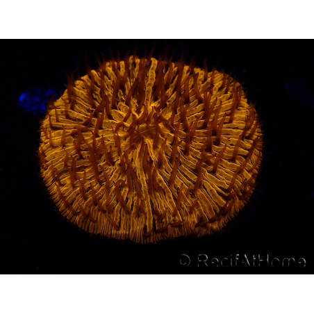 WYSIWYG Cycloseris sp 25 (4.5 cm)