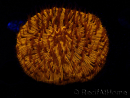 WYSIWYG Cycloseris sp 25 (4.5 cm)