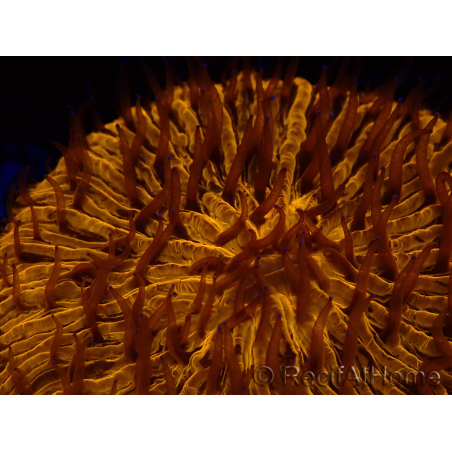 WYSIWYG Cycloseris sp 11 Ultra Neon Orange (4.5 cm)