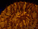 WYSIWYG Cycloseris sp 25 (4.5 cm)