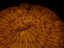 WYSIWYG Cycloseris sp 12 (7 cm)