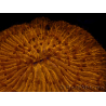 WYSIWYG Cycloseris sp 12 Ultra Neon Orange (7 cm)