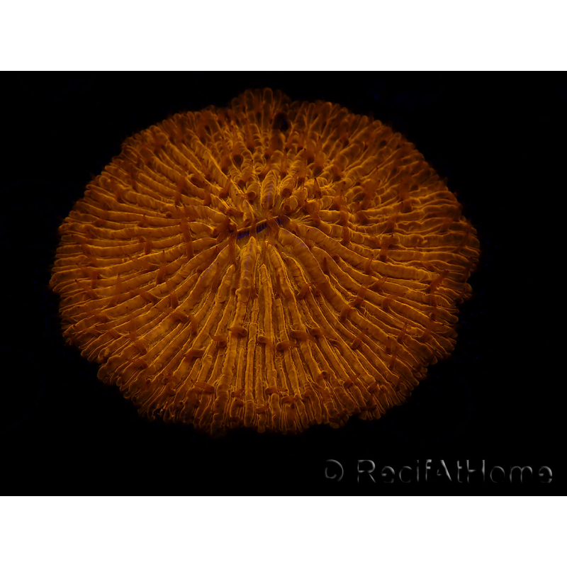 WYSIWYG Cycloseris sp 12 (7 cm)