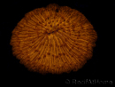 WYSIWYG Cycloseris sp 12 (7 cm)