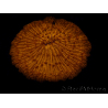 WYSIWYG Cycloseris sp 12 (7 cm)