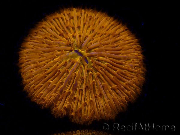WYSIWYG Cycloseris sp 13 (4 cm)