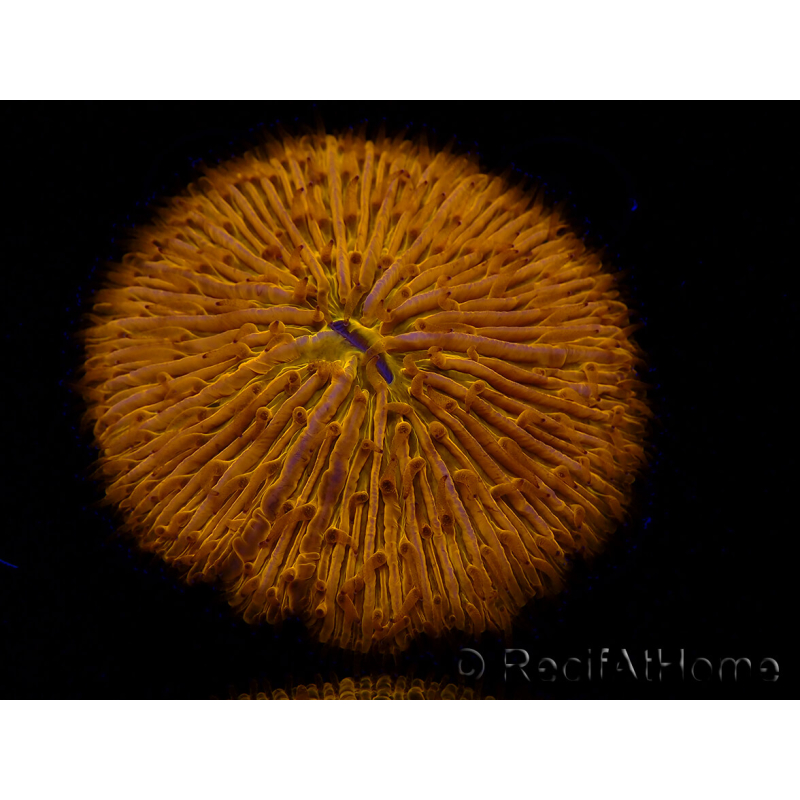 WYSIWYG Cycloseris sp 13 (4 cm)