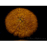 WYSIWYG Cycloseris sp 13 (4 cm)