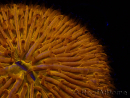 WYSIWYG Cycloseris sp 13 (4 cm)