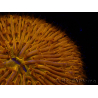 WYSIWYG Cycloseris sp 13 (4 cm)