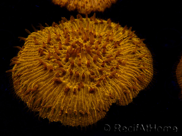 WYSIWYG Cycloseris sp 14 (4.5 cm)