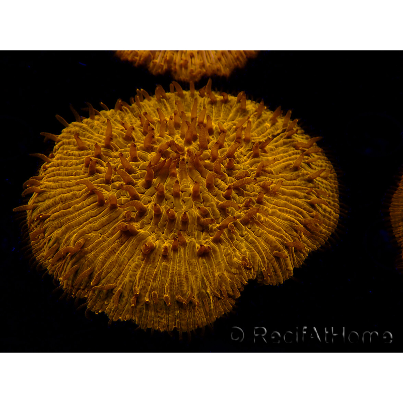 WYSIWYG Cycloseris sp 14 (4.5 cm)